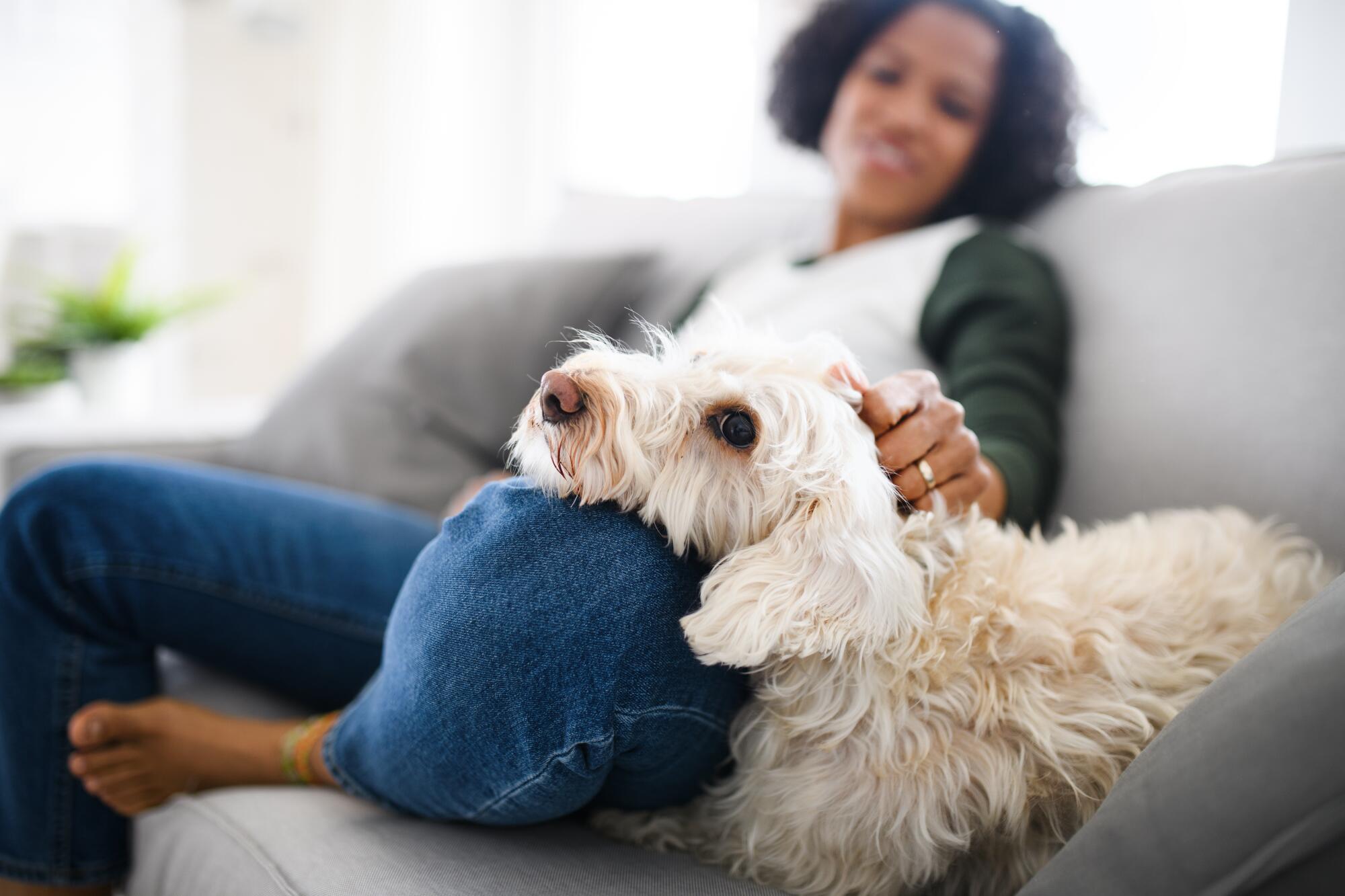 Difference Between Service, Emotional Support Animals and Pets